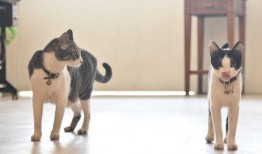 肥猫事件爆料最新,最新爆料揭露惊人内幕